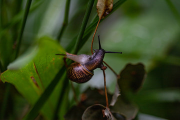 Forest snail on a green background
