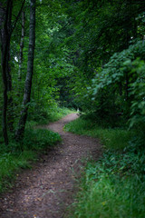 Narrow forest path surrounded by trees