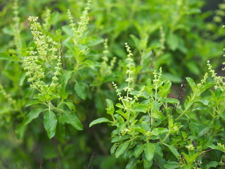 Ocimum tenuiflorum sanctum or Tulsi kaphrao Holy basil is an erect, many branched subshrub, 30 to 60 cm tall with hairy stems Leaves are green vegetable blooming in garden on nature background