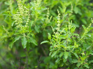 Ocimum tenuiflorum sanctum or Tulsi kaphrao Holy basil is an erect, many branched subshrub, 30 to 60 cm tall with hairy stems Leaves are green vegetable blooming in garden on nature background