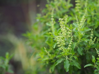 Ocimum tenuiflorum sanctum or Tulsi kaphrao Holy basil is an erect, many branched subshrub, 30 to 60 cm tall with hairy stems Leaves are green vegetable blooming in garden on nature background