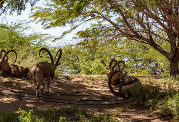 Nubian  ibex - Capra Nubiana - resting in the shade of trees in an oasis in the Judean Desert in...