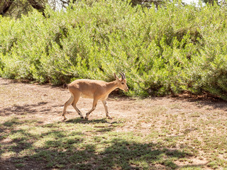 A young  Nubian mountain goat - Capra Nubiana - walks in an oasis in the Judean Desert in southern Israel