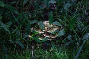Layered mushroom in green grass