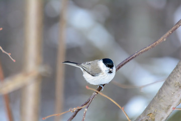 Forest birds live near the feeders in winter