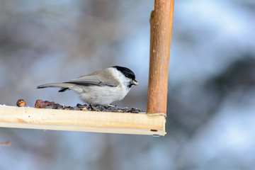 Forest birds live near the feeders in winter