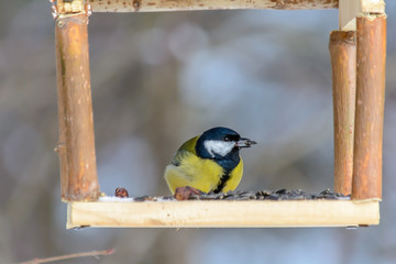 Forest birds live near the feeders in winter
