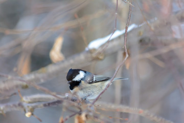 Forest birds live near the feeders in winter