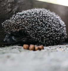 A small gray charming prickly hedgehog showed its sharp muzzle. Curious forest dweller in the light of day, hedgehog. A long-eared spiny rat, a predatory little wild animal.