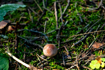 Placer of many fairytale magic rustic mushroom with a brown hat in the forest in the grass, fungus, aspen, hard light and shadows 