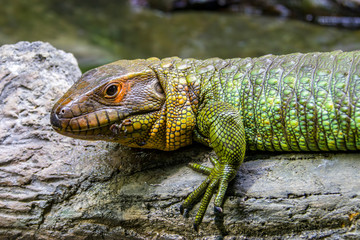 The Northern caiman lizard lies on the trunk. 
It is a species of lizard found in northern South America.
The body of the caiman lizard is very similar to that of a crocodile. 