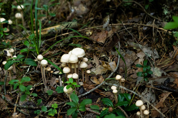 placer of many rustic porcini mushrooms fungus in the forest in the grass,hard light and shadows 