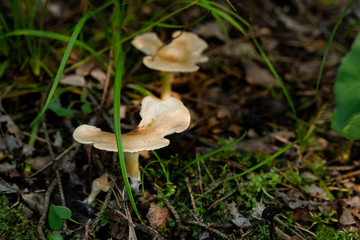 Placer of many fairytale magic rustic mushroom with a brown hat in the forest in the grass, fungus, aspen, hard light and shadows 