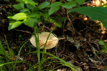 Placer of many fairytale magic rustic mushroom with a brown hat in the forest in the grass, fungus, aspen, hard light and shadows 