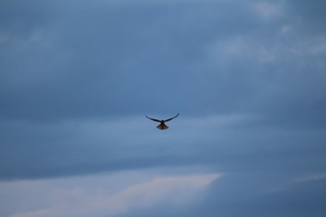einsamer Vogel
