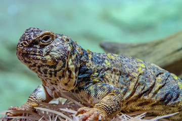ornate mastigure (Uromastyx ornata) is a species of lizard in the family Agamidae. These medium-sized lizards are among the most colorful members of the genus.