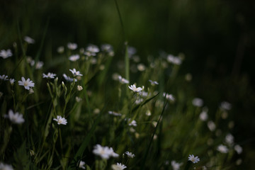 Small white flowers in long green grass