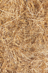 Vertical pattern of mown hay. Autumnal, seasonal background, backdrop. Livestock feed, flooring