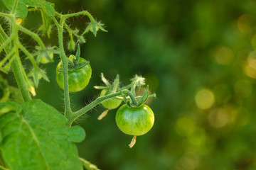 Kleine grüne Mini-Tomaten an einem kleinen Strauch im Garten