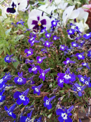 purple flowers in the garden