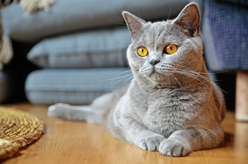 Fototapeta na wymiar British gray cat lying on the wooden floor