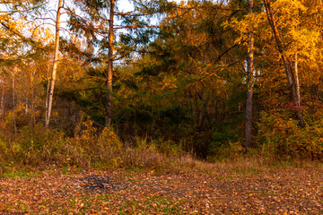 A autumn birch grove among orange grass