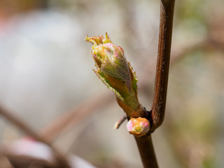 Young leaves of grape in closeup view.