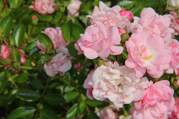 light pink and white small roses on a green bush in the garden