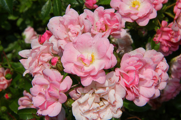 pink and white roses