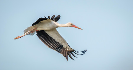 Up in the sky, a White stork