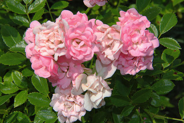 light pink and white roses in a green garden