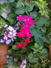 pink flowers in the garden