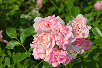 pink rose bush