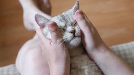 Hands of master pets a cute cat