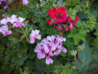 pink flowers in the garden