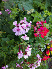 pink flowers in the garden