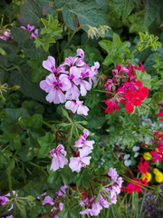 pink flowers in the garden