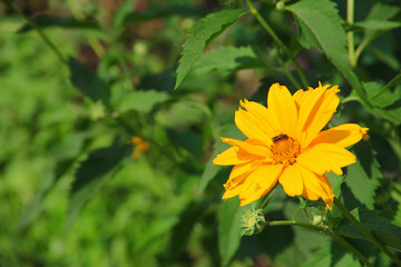 yellow flower with green leaves