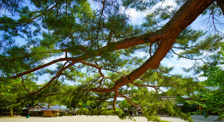 地に届きそうな枝を広げ苔をまとう松の木