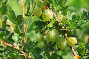 gooseberries on a green branch in the garden