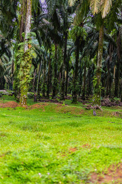 Palm oil harvesting on Sumatra, Indonesia © John Hofboer