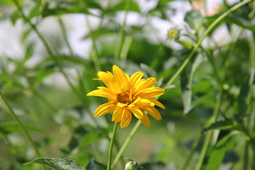 yellow flower in the garden