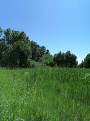 Fototapeta premium Field of grass,blue sky and sun.In the middle of summer