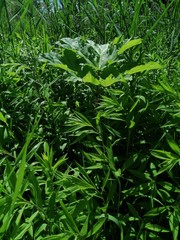 Obraz premium Field of grass,blue sky and sun.In the middle of summer