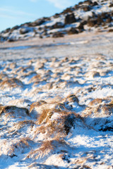 A field of frozen lava overgrown with moss at the foot of a mountain in Iceland in winter. Winter natural landscape