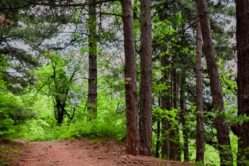 A day in the forest