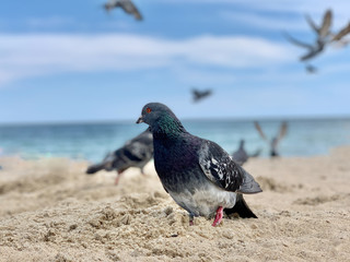 Doves on the beach by the sea. Birds on the Black Sea coast. The dove walks on the sand.