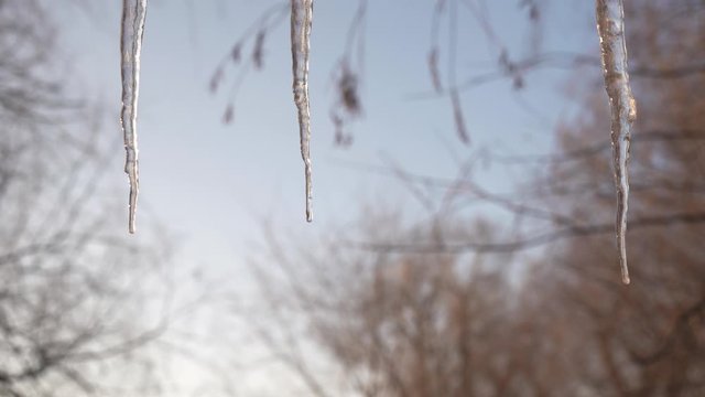 Male hand knocks icicles from edge roof.