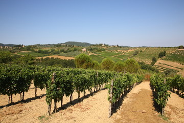Fototapeta na wymiar View of vineyards and wine countryside landscape with horses in San Gimignano, Siena province, Tuscany, Italy