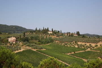 View of  vineyards and wine countryside landscape with horses in San Gimignano, Siena province, Tuscany, Italy